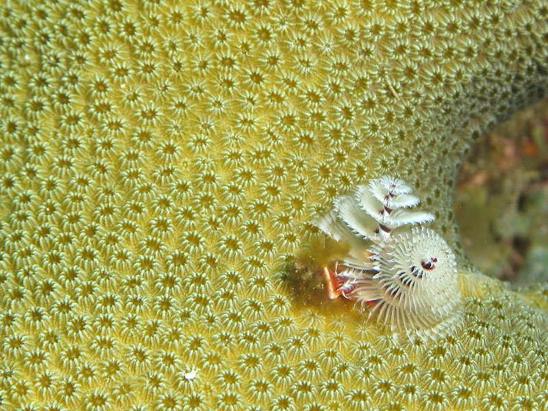 Guadeloupe - photo n° 45