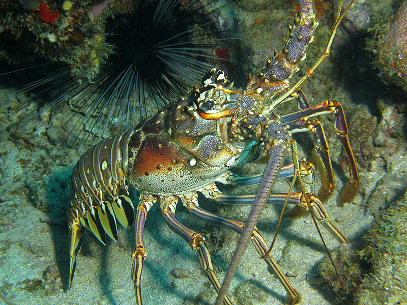 Guadeloupe - photo n° 46
