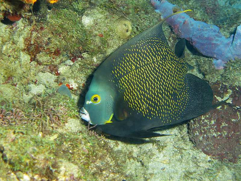 Guadeloupe - photo n° 47