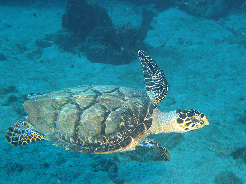 Guadeloupe - photo n° 49