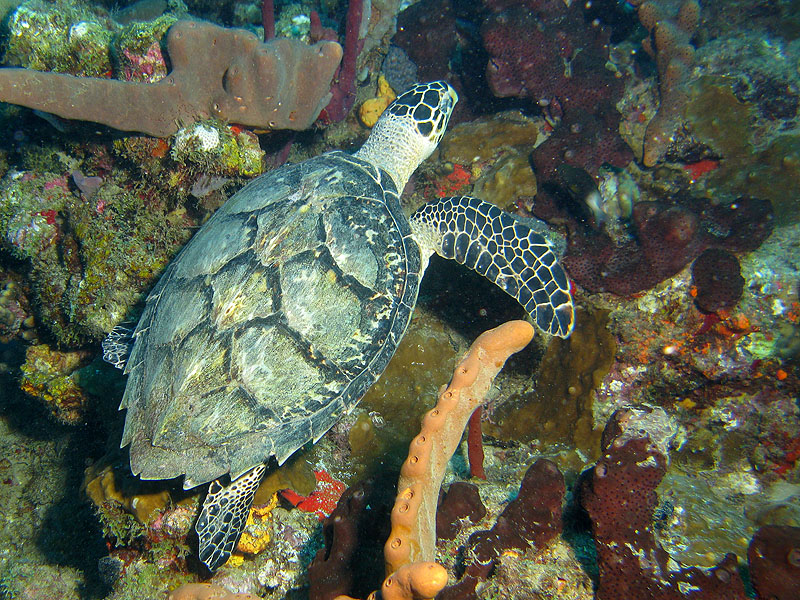Guadeloupe - photo n° 50