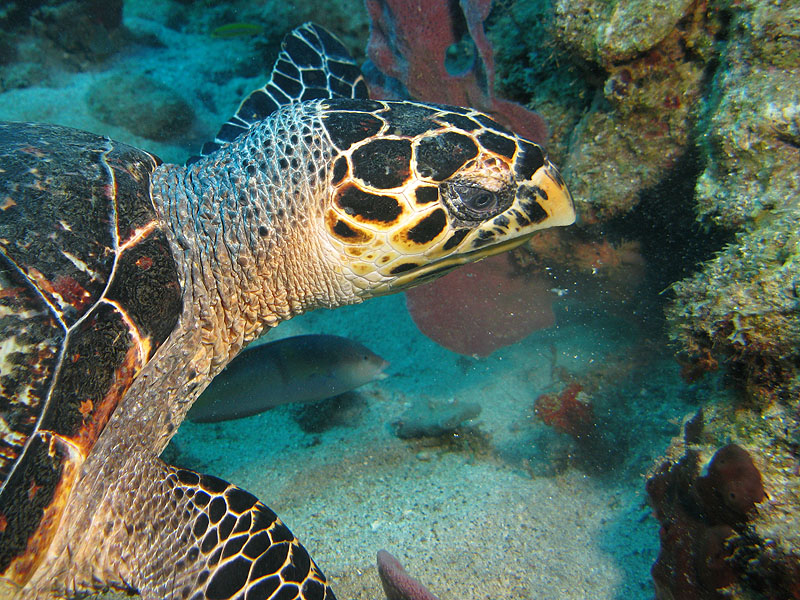 Guadeloupe - photo n° 51