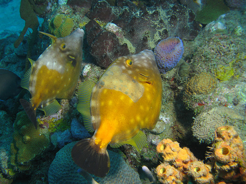 Guadeloupe - photo n° 53