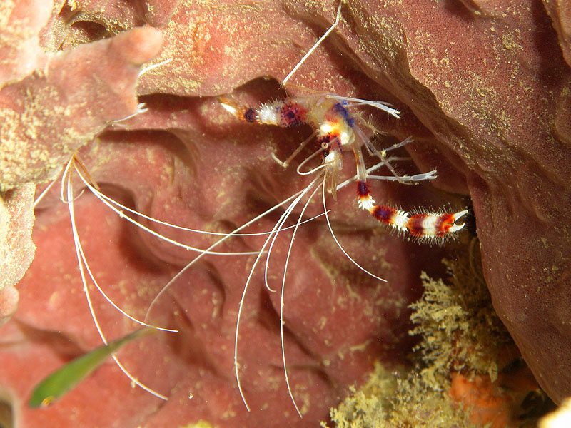 Guadeloupe - photo n° 54
