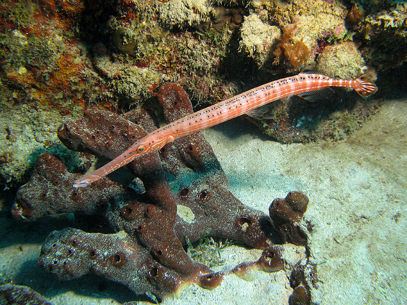 Guadeloupe - photo n° 56