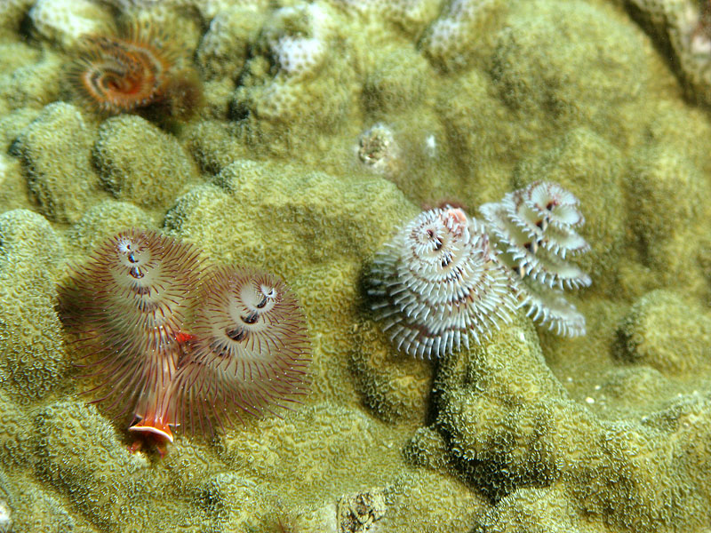 Guadeloupe - photo n° 58