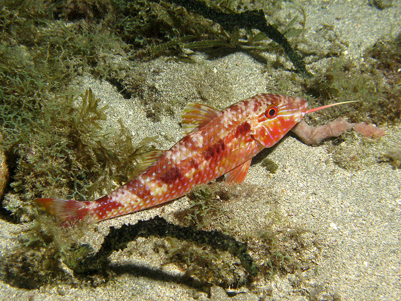 Guadeloupe - photo n° 61