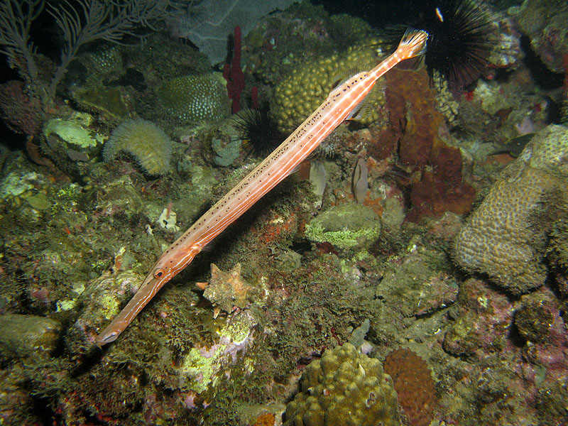 Guadeloupe - photo n° 64