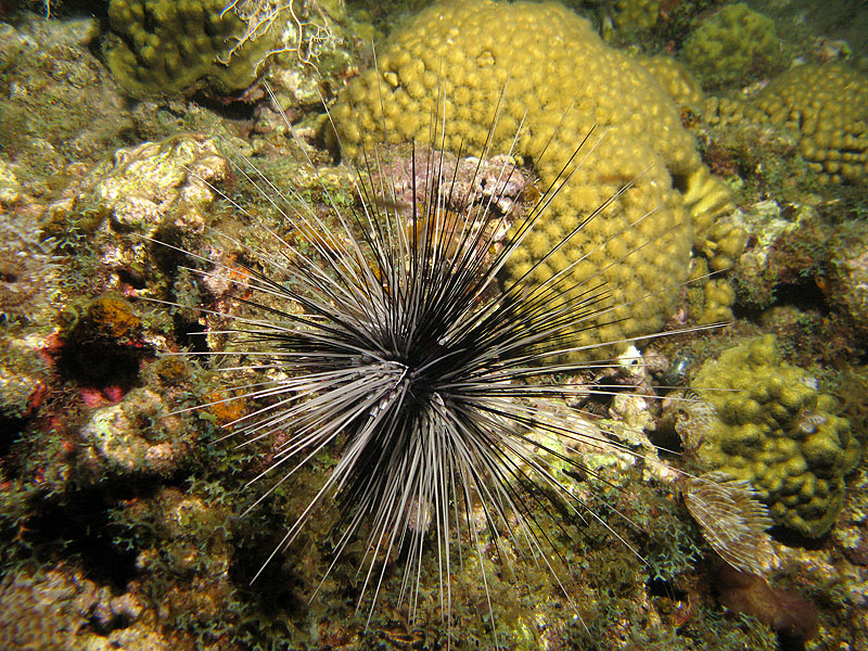 Guadeloupe - photo n° 65