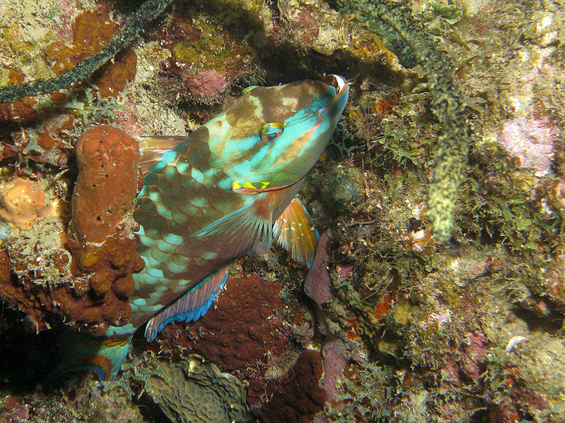Guadeloupe - photo n° 66