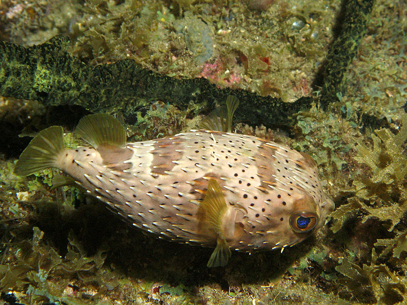 Guadeloupe - photo n° 67