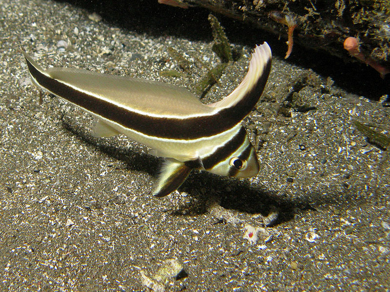Guadeloupe - photo n° 70