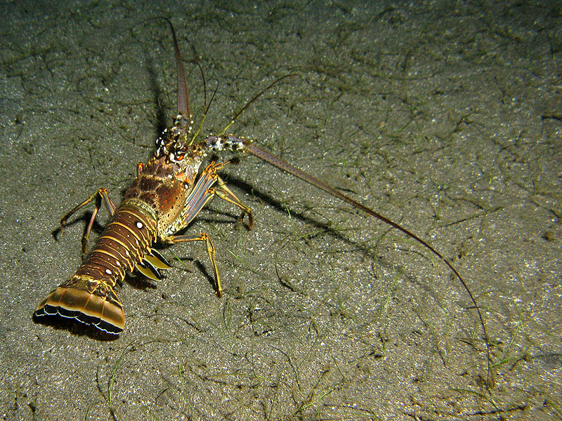 Guadeloupe - photo n° 71