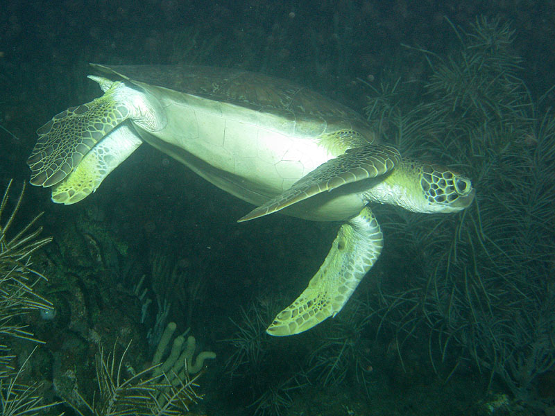 Guadeloupe - photo n° 74