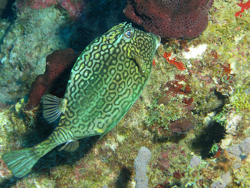 Guadeloupe - photo n° 75