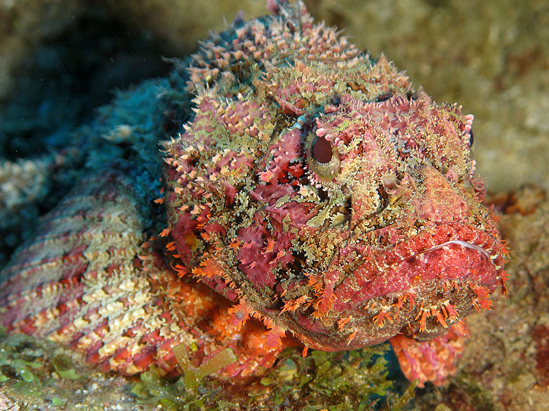 Guadeloupe - photo n° 77