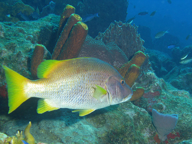 Guadeloupe - photo n° 78