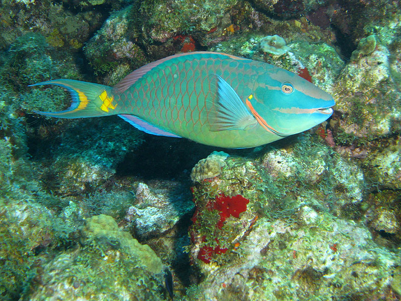 Guadeloupe - photo n° 79