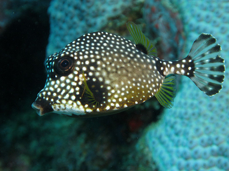 Guadeloupe - photo n° 82