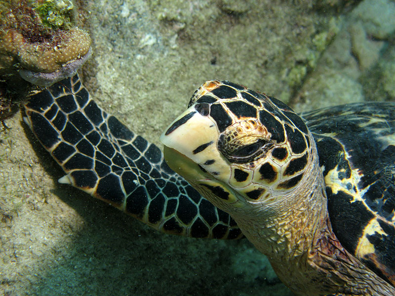 Guadeloupe - photo n° 83
