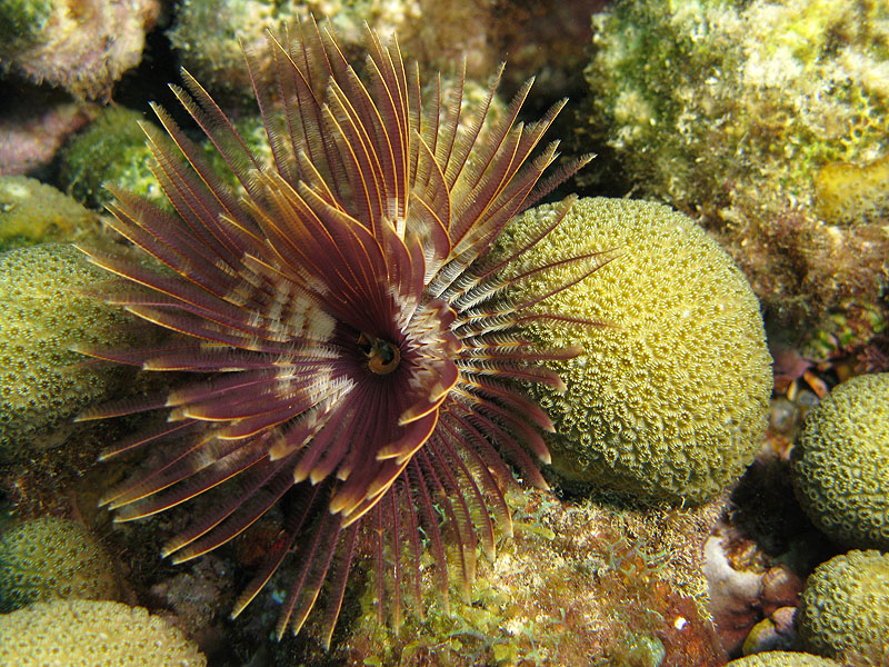 Guadeloupe - photo n° 84