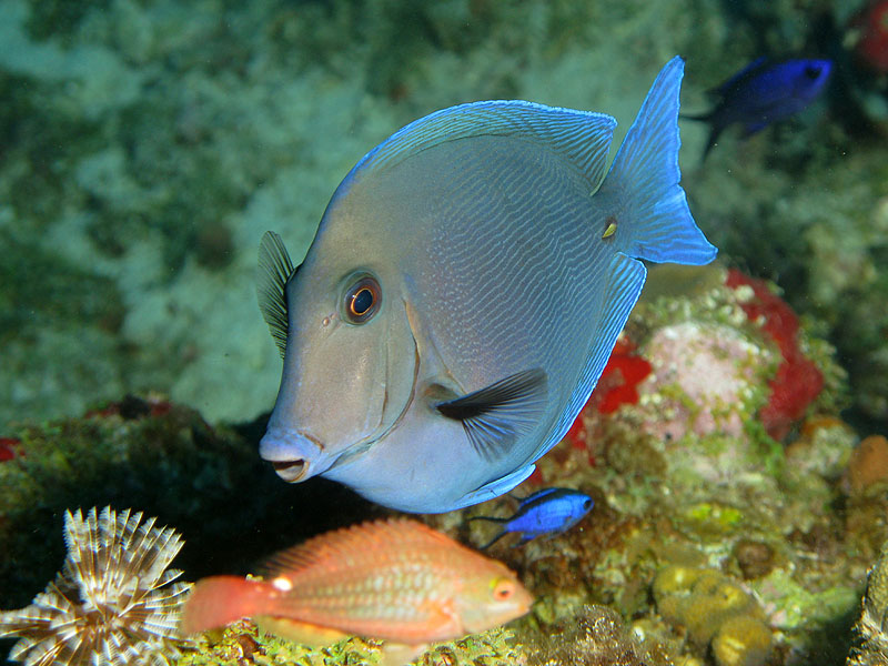 Guadeloupe - photo n° 85