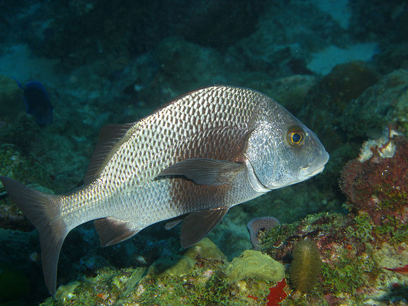 Guadeloupe - photo n° 86