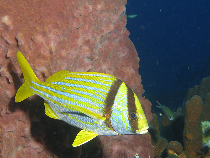 Guadeloupe - photo n° 87