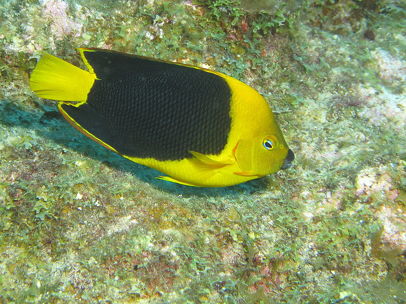 Guadeloupe - photo n° 89