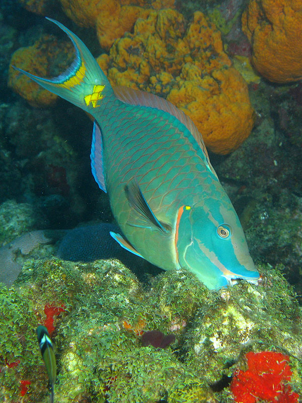 Guadeloupe - photo n° 90