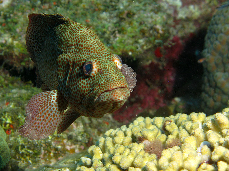 Guadeloupe - photo n° 91