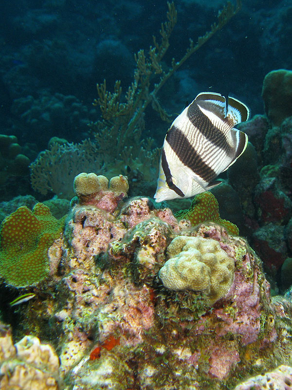 Guadeloupe - photo n° 92