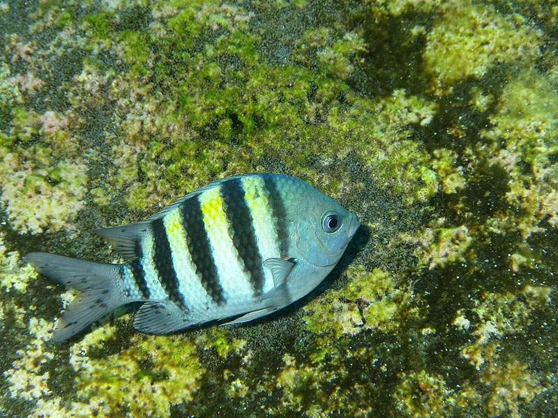 Guadeloupe - photo n° 93