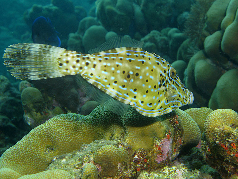 Guadeloupe - photo n° 94