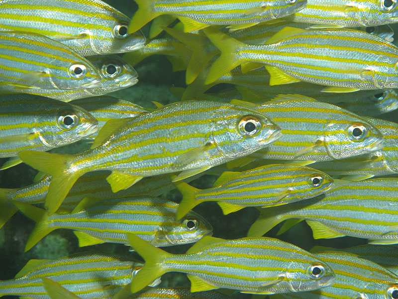 Guadeloupe - photo n° 95