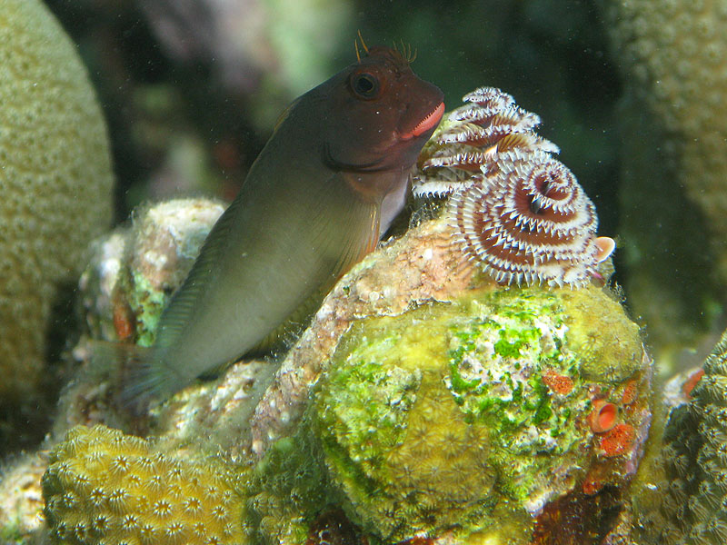 Guadeloupe - photo n° 97