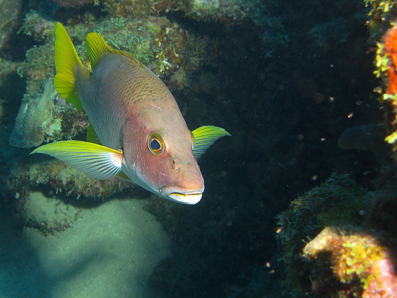 Guadeloupe - photo n° 98