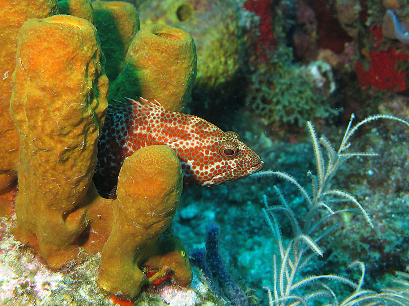 Guadeloupe - photo n° 99
