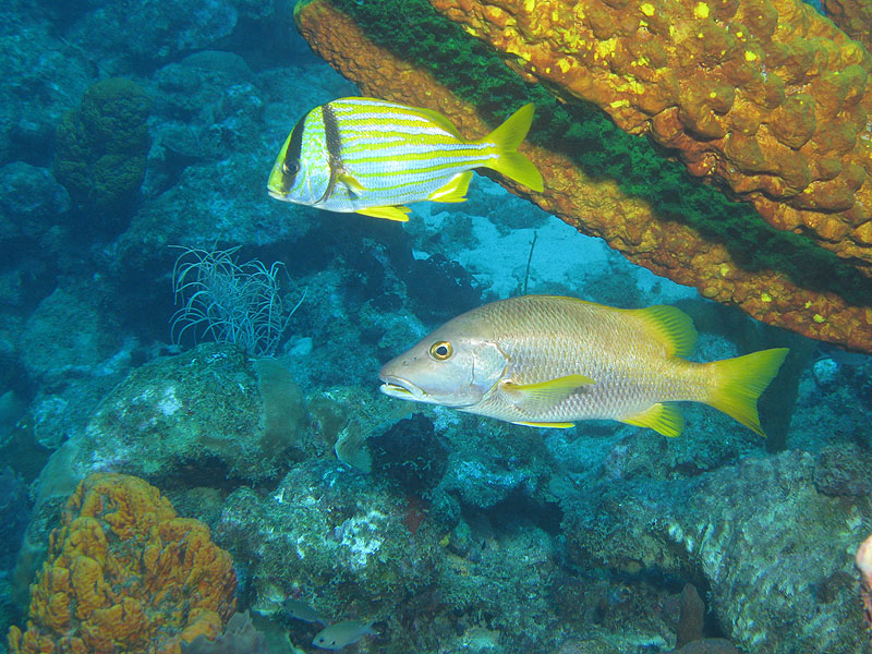 Guadeloupe - photo n° 100