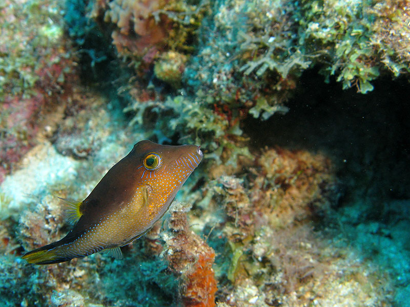 Guadeloupe - photo n° 101