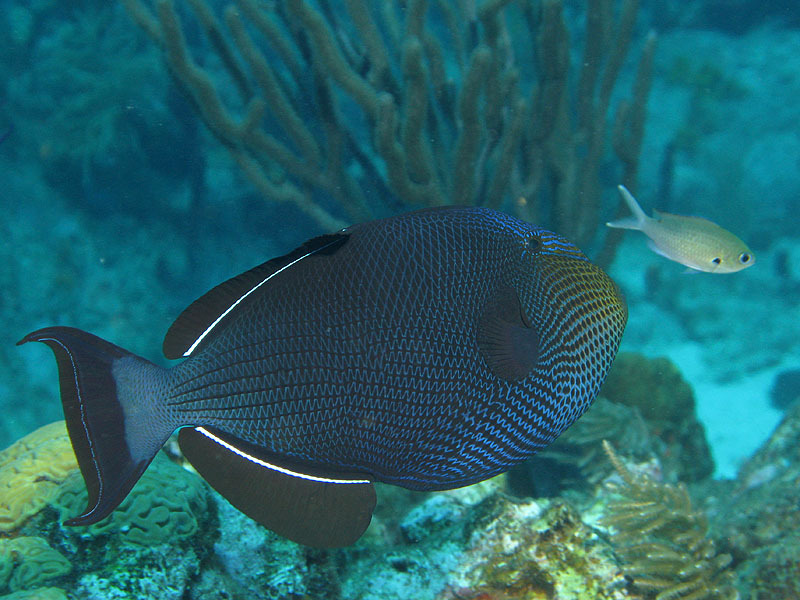 Guadeloupe - photo n° 102
