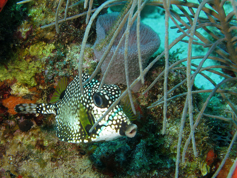 Guadeloupe - photo n° 104