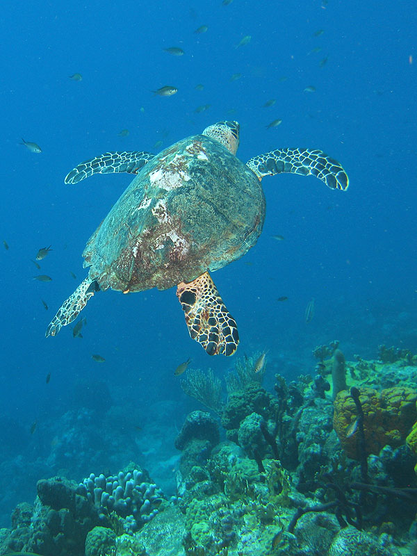 Guadeloupe - photo n° 105