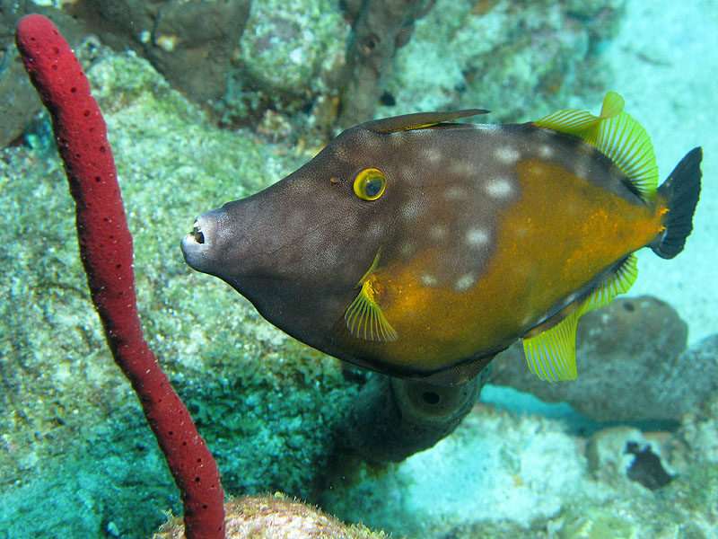 Guadeloupe - photo n° 106