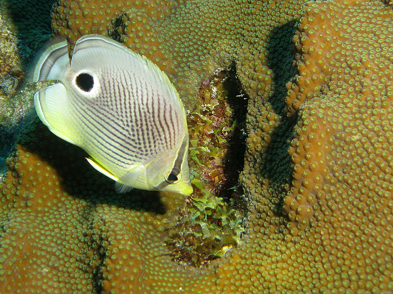 Guadeloupe - photo n° 108