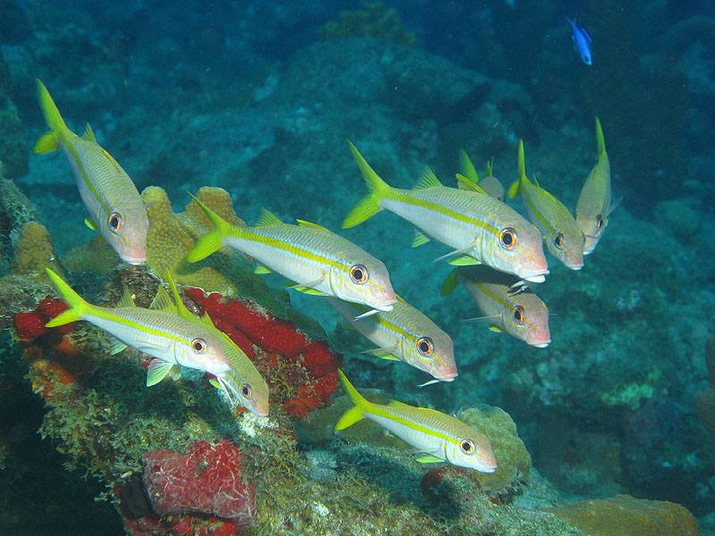 Guadeloupe - photo n° 112