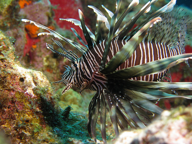Guadeloupe - photo n° 113