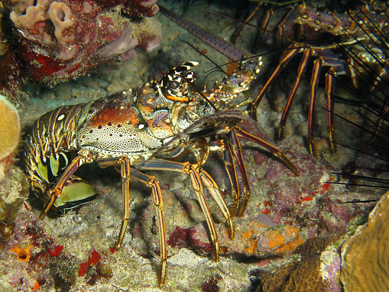 Guadeloupe - photo n° 115