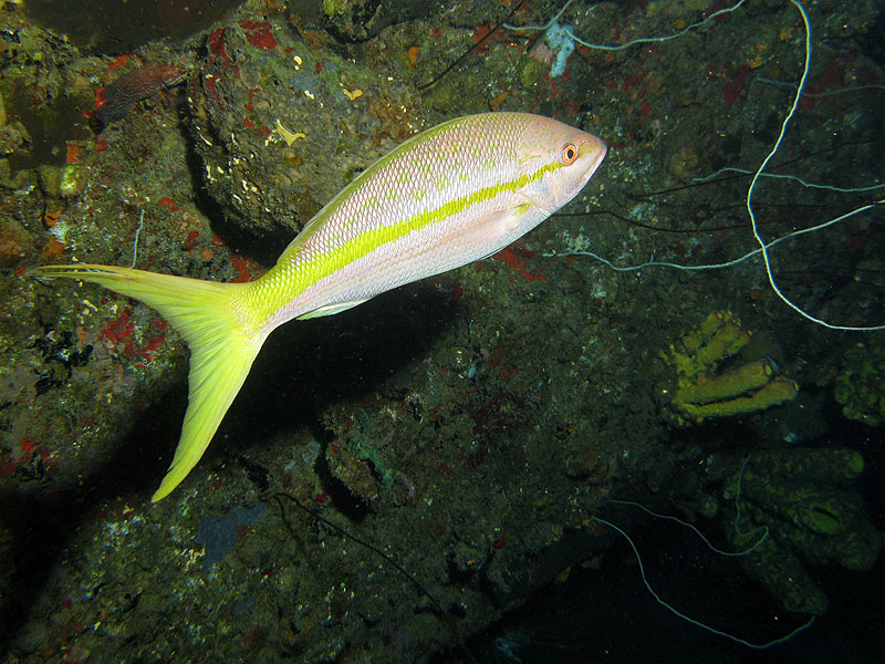 Guadeloupe - photo n° 116