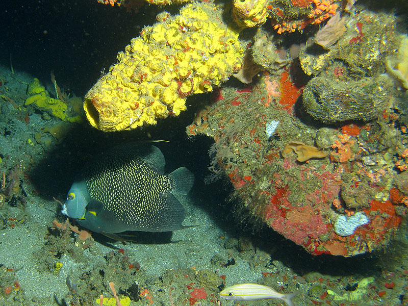 Guadeloupe - photo n° 117